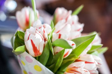 a bouquet of tulips. red white buds
