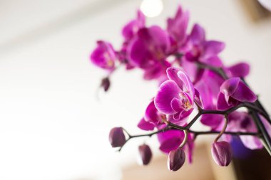 Purple orchids on a white background. Postcard with place for text