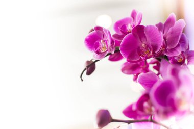 Purple orchids on a white background. Postcard with place for text