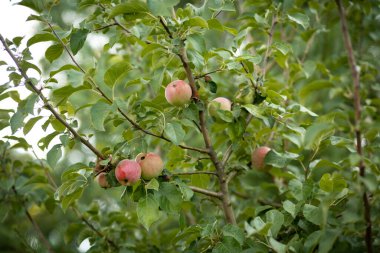Ağaç dalında olgun kırmızı elmalar