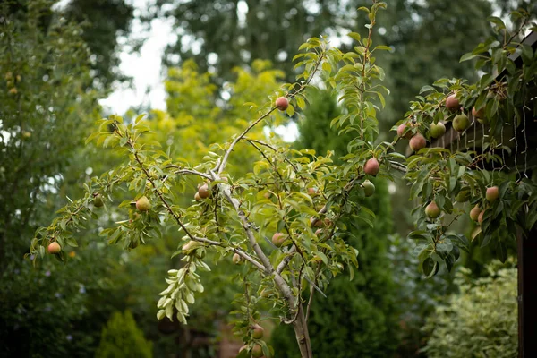 Primer Plano Peras Maduras Rama Árbol — Foto de Stock