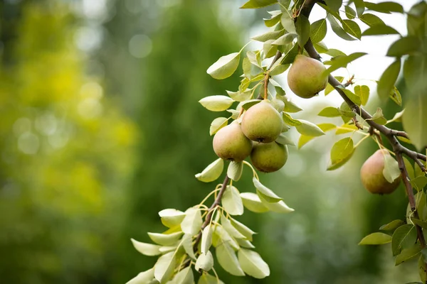 Primer Plano Peras Maduras Rama Árbol — Foto de Stock