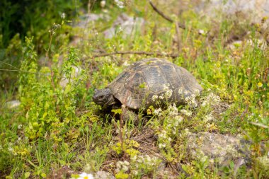 Çimlerin üzerinde küçük kaplumbağa