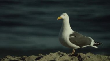 Gri kanatlı yalnız beyaz bir martı ve sarı gagasında kırmızı bir nokta güneşli bir günde dalgaların arka planına karşı kumsalda yürüyor. Siyah şapkalı bir kız geçiyor. Yüksek kaliteli görüntüler 