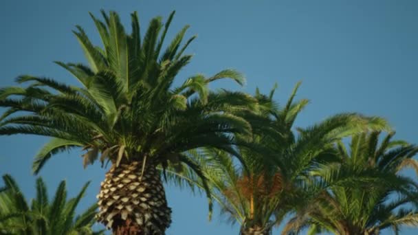 Puszyste Wierzchołki Palm Delikatnie Wiją Się Wietrze Przeciwko Błękitnemu Niebu — Wideo stockowe