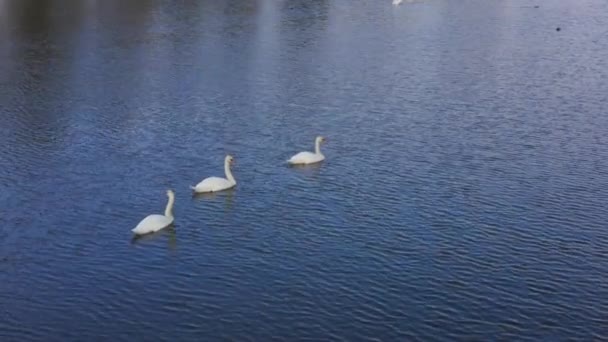 春天温暖的一天 一群年轻的白天鹅在一个新鲜的湖上游泳 鸟儿在平静的浪上休息 蓝色的天空在水中反射出来 4K空中录像 — 图库视频影像