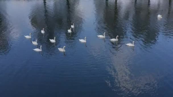 Foto Aérea Una Familia Flotante Cisnes Grupo Hermosos Cisnes Blancos — Vídeos de Stock