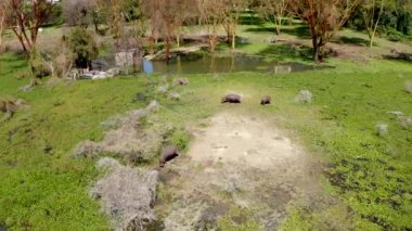 Afrika Ulusal Parkı 'nda güneşli bir günde su aygırları ailesi. Naivasha Gölü kıyısında. Yeşil arazide dinlenme zamanı. Büyük su aygırı çalılara sıçıyor ve suya dalıyor. HD görüntüler