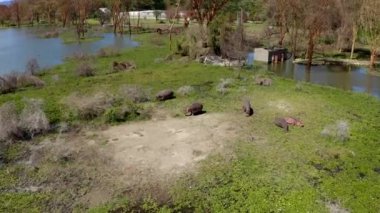 Afrika Ulusal Parkı 'nda güneşli bir günde su aygırları ailesi. Naivasha Gölü kıyısında. Yeşil arazide dinlenme zamanı. Sıcak bir günde bir grup dev hayvan otlanıyor. HD görüntüler