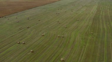 4K hava görüntüsü samanlıkta toplanan ekinlerle dolu yeşil bir tarlanın görüntüsü. Yuvarlak demetler rastgele yerde yatıyor. Savaştan önce Ukrayna tarımsal görüşü. Güzel bir sonbahar günü.