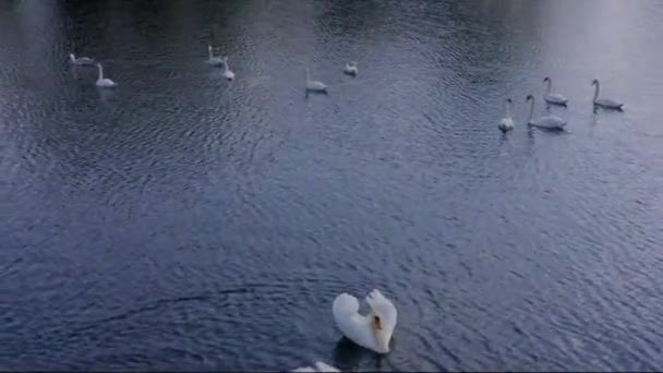 Aerial Footage Flock White Wild Swans Calmly Swims Country Lake — Stock Video