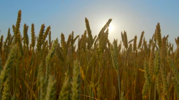 Záběry Zlatých Hřeby Pšenice Kymácející Větru Proti Modré Obloze Výhonky — Stock video
