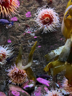 Su altında yaşam formları, yaşam ortamlarında.