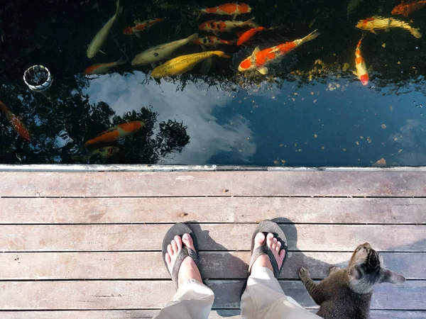 Bir kedi işvereniyle birlikte akşam yemeği için yemek hazırlıyor.