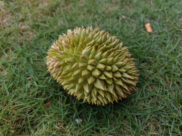 Yeşil çimlerde küçük durian
