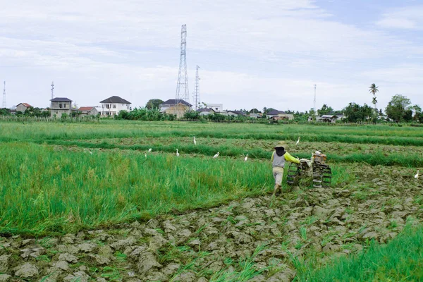 Aceh Barat Daya, Endonezya, 26 Mayıs 2022: Güneybatıdaki pirinç tarlalarında traktör kullanan bir kadın.