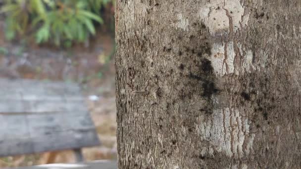 Estas Formigas Pretas Apertam Mãos Cada Encontro Com Seus Amigos — Vídeo de Stock