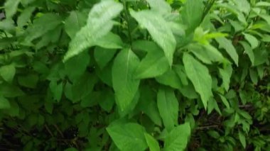 Yağmurdan ıslandıktan sonra yeşil yaprakların manzarası.