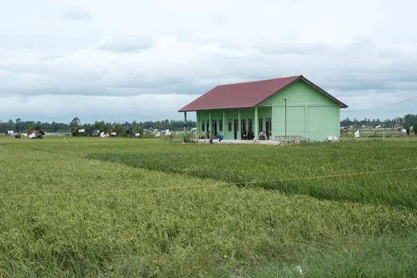 Zöld Ház Közepén Egy Rizsföld Található Blangpidie Délnyugat Aceh Fotó — Stock Fotó