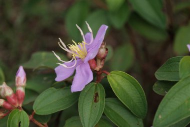 Blangpidie Aceh Barat Daya 'nın Ağustos 2022' de çektiği güzel pembe bir çiçek yan tarafından hafifçe morumsu bir şekilde fotoğraflandı.