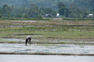 Aceh Barat Daya, Endonezya - 6 Ağustos 2022 Bir çiftçi üzerinde çalıştığı tarlaları kontrol ediyor