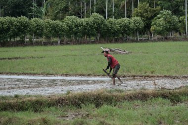 Aceh Barat Daya, Endonezya - 6 Ağustos 2022 Kırmızı gömlek giyen bir çiftçi pirinç tarlasını ahşap kullanarak düzenliyor.