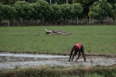 Kırmızı gömlek giyen bir çiftçi, ağustos 2022 'de Blangpidie Aceh Barat Daya' da bulunan düzgün bir pirinç tarlası yapmak için düz bir ahşap kullanarak pirinç tarlasını düzenliyor.
