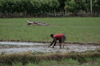 Aceh Barat Daya, Endonezya - 6 Ağustos 2022 Kırmızı gömlek giyen bir çiftçi pirinç tarlasını ahşap kullanarak düzenliyor.