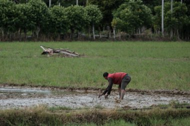 Bir çiftçi, ağustos 2022 'de Blangpidie Aceh Barat Daya' daki pirinç tarlasını düzleştirmek için düz bir odun kullanarak pirinç tarlasını düzenliyor.