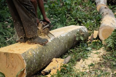 Ağustos 2022 'de Blangpidie Aceh Barat Daya' da bir oduncu ile bir işçi odun kesiyor.