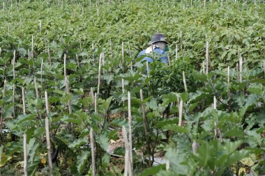 Aceh Barat Daya, Endonezya - 6 Ağustos 2022 Bir çiftçi patlıcan bahçesinin ortasında bir şapkayla patlıcan topluyor