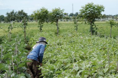 Aceh Barat Daya, Endonezya - 6 Ağustos 2022 Bir çiftçi Blangpidie 'de bulunan bir patlıcan bahçesinin ortasında şapkasını kullanarak patlıcan topluyor