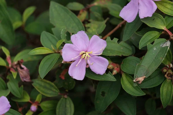 Una Hermosa Flor Rosa Ligeramente Púrpura Fotografiada Desde Centro Enfoque — Foto de Stock