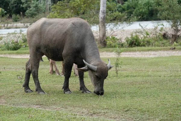 Buffalo Eating Grass Located Blangpidie Southwest Aceh August 2022 — Stock Photo, Image
