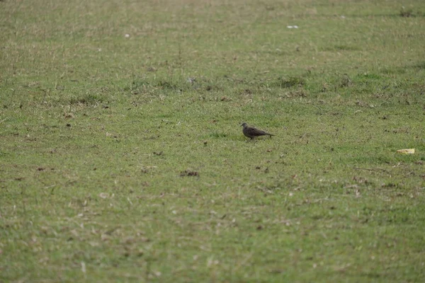 Bel Oiseau Tient Debout Dans Herbe Qui Est Terrain Soccer — Photo