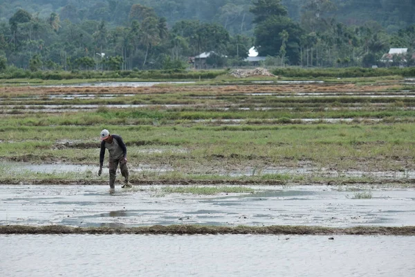 Aceh Barat Daya, Endonezya - 6 Ağustos 2022 Bir çiftçi üzerinde çalıştığı tarlaya ayak basıyor
