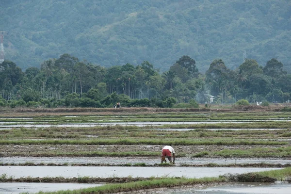 Egy Fehér Inges Farmer Műveli Mezőt Egyedül Kezével Egy Hatalmas — Stock Fotó