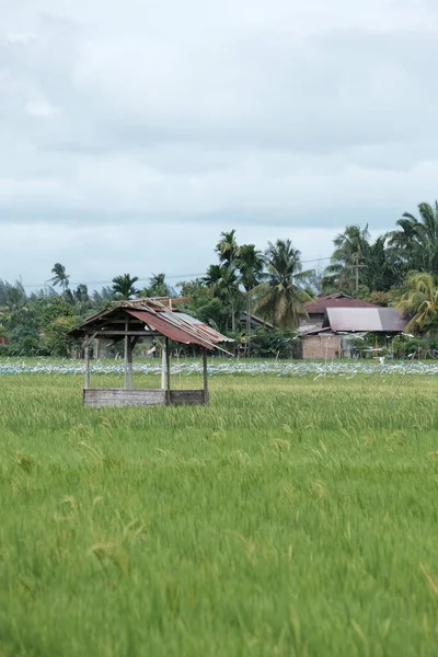 Sebuah Gubuk Tempat Para Petani Beristirahat Tengah Hamparan Sawah Difoto — Stok Foto