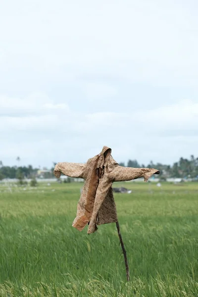 Kuşları korkutmak için pirinç tarlasının ortasına yerleştirilen korkuluk Ağustos 2022 'de Blangpidie Aceh Barat Daya' da dikey olarak fotoğraflandı.