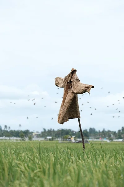 Ağustos 2022 'de Blangpidie, Güneybatı Aceh' te kuşları korkutmak için pirinç tarlasının ortasına yerleştirilen güçlü rüzgarlarla savrulan bir korkuluk dikey olarak fotoğraflanmıştır.