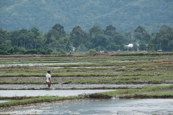 Aceh Barat Daya, Endonezya - 6 Ağustos 2022 Beyazlı bir çiftçi çalıştığı tarlalarda pirinç tarlalarına bakıyor