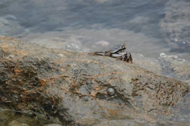 Bu, Ağustos 2022 'de Susoh Aceh Barat Daya' da tüm gün boyunca kayalarda oynayan eşsiz bir yengeç.