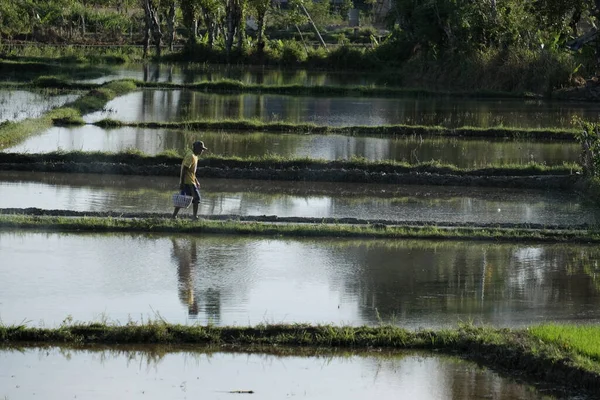 Aceh Barat Daya, Endonezya - 7 Ağustos 2022 Bu Blangpidie Abdya 'da bulunan sulu pirinç tarlasında yürüyen bir çiftçi