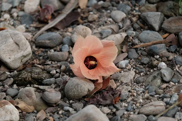 Una Flor Color Naranja Que Acaba Caer Una Pequeña Roca — Foto de Stock