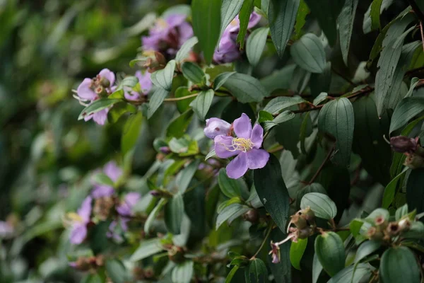 Flores Púrpuras Únicas Hermosas Creciendo Entre Hojas Verdes Susoh Aceh — Foto de Stock