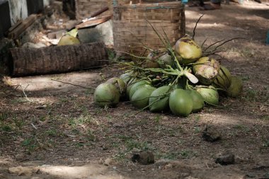 Yeşil hindistan cevizleri yere kondu ve satılmaya hazır.