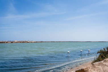 Huzurlu bir sahilde flamingolar