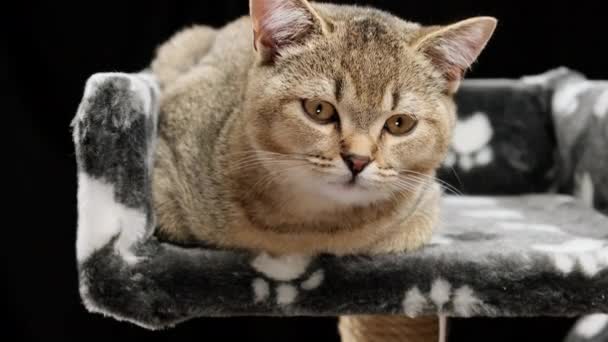 Γκρι Καθαρόαιμο Γατάκι Σκοτσέζικο Ευθεία Chinchilla Ψέματα Γάτα Αναπαύεται — Αρχείο Βίντεο