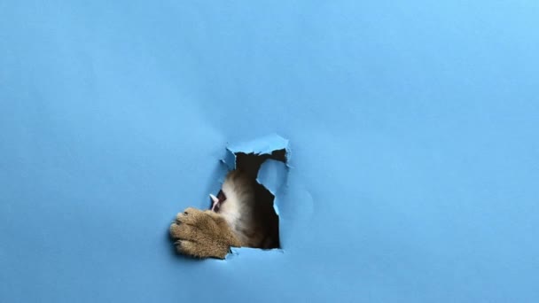 青い紙に穴を開けたイギリスの大人の真っ直ぐな猫 穴から外を見ろ面白い顔だ — ストック動画