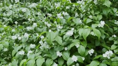 Büyük çiçekli yasemin çalısı Bir bahar günü beyaz çiçeklerle